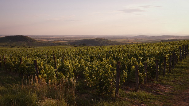 Fuleky Uragya vyd